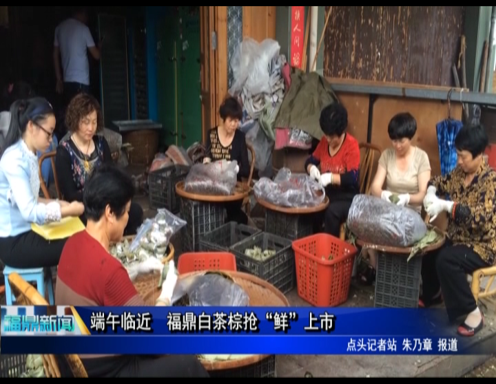 端午临近 福鼎白茶棕抢“鲜”上市