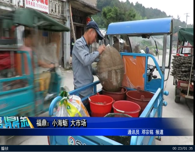 福鼎：小海蛎 大市场