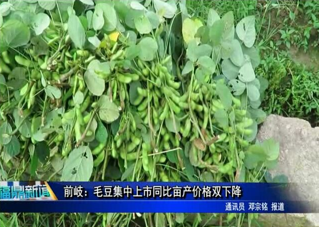前岐：毛豆集中上市同比亩产价格双下降