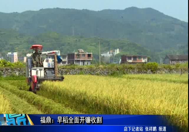 福鼎：早稻全面开镰收割