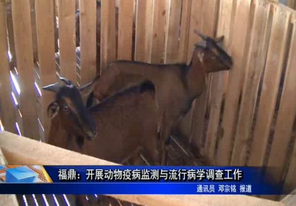 福鼎：开展动物疫病监测与流行病学调查工作