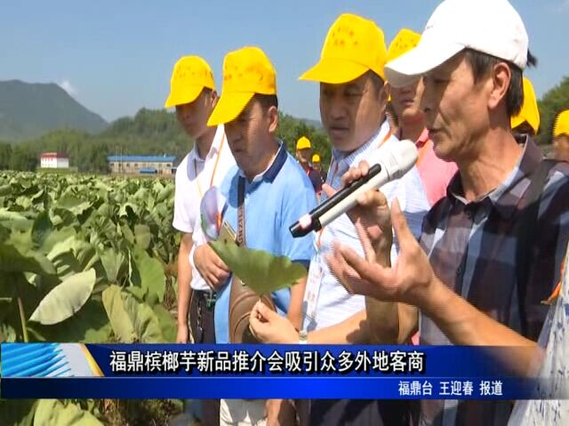 福鼎槟榔芋新品推介会吸引众多外地客商