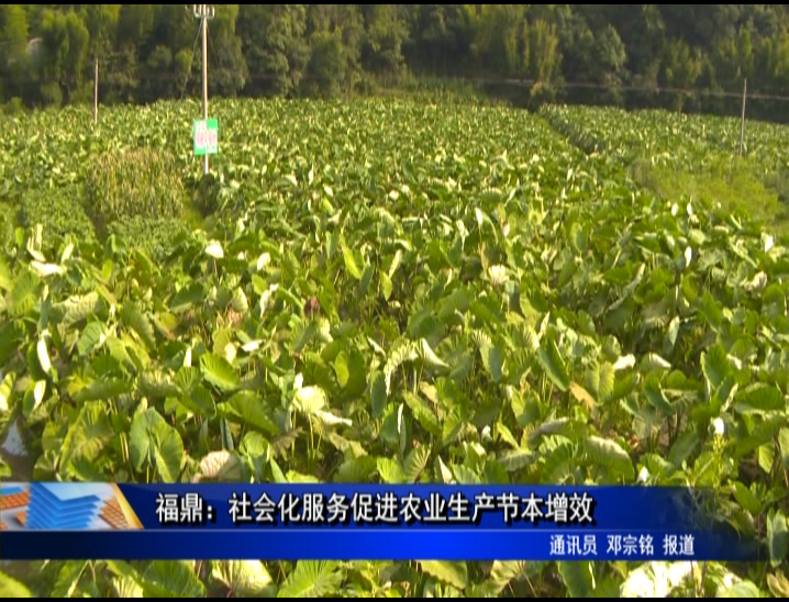 福鼎：社会化服务促进农业生产节本增效