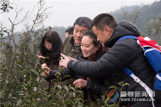 导演林小龙（左二）制片人杨建（右一）在观赏野山茶的新嫩芽.jpg