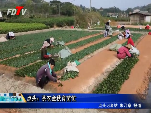 点头：茶农金秋育苗忙