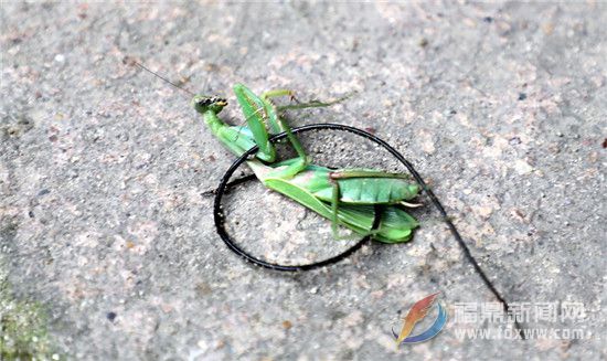 铁线虫出来螳螂会死吗