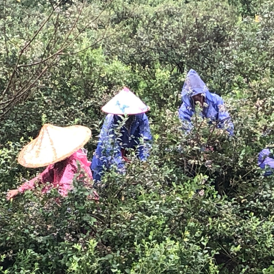 强降雨致农作物受损，福鼎农业部门来支招