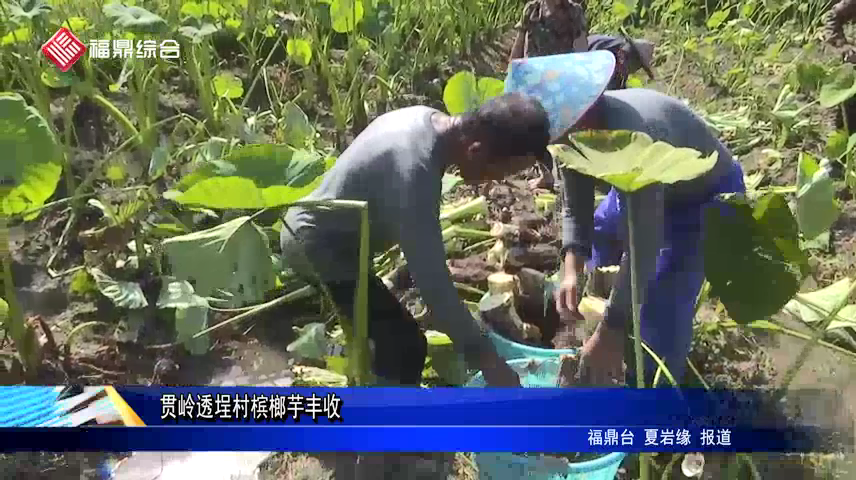 贯岭透埕村槟榔芋丰收