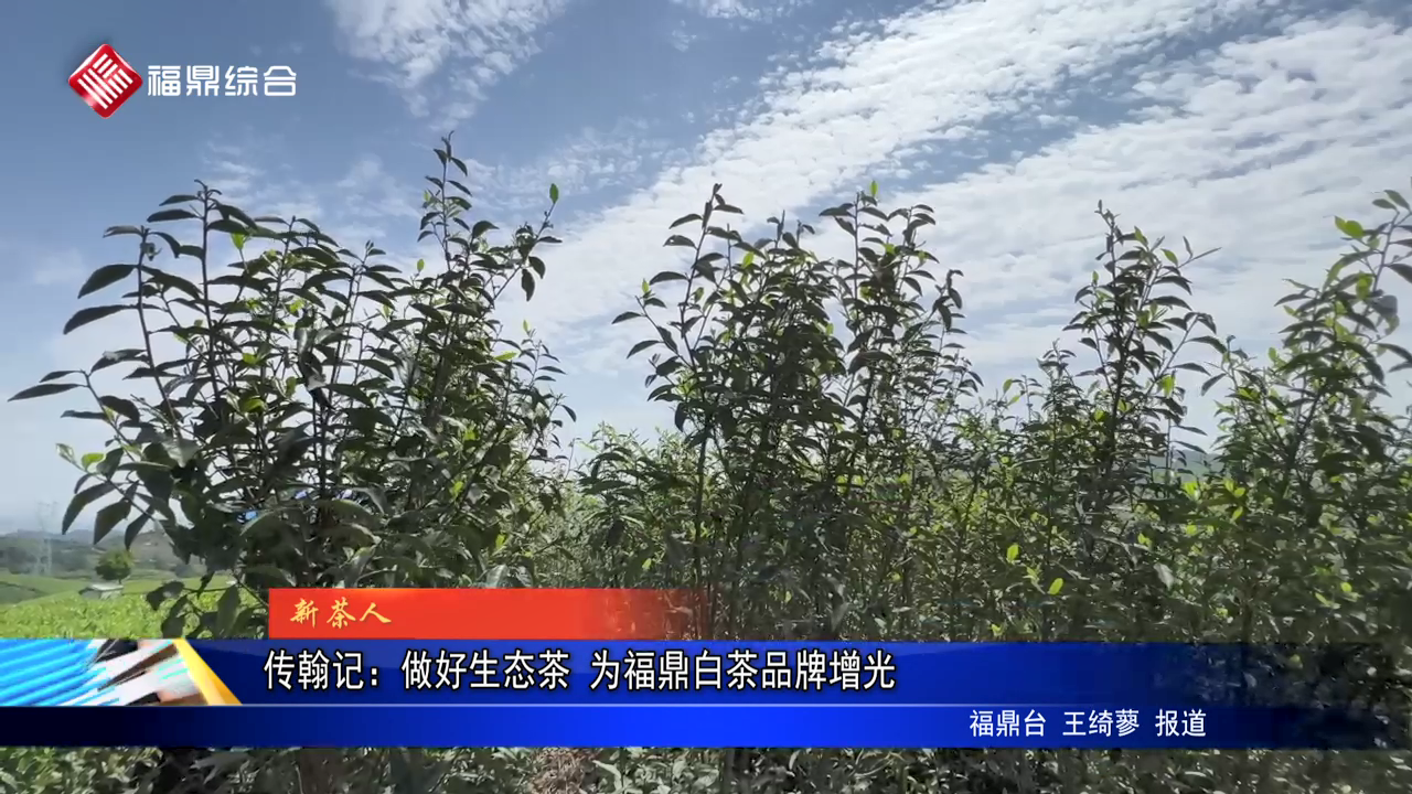 传翰记：做好生态茶 为福鼎白茶品牌增光