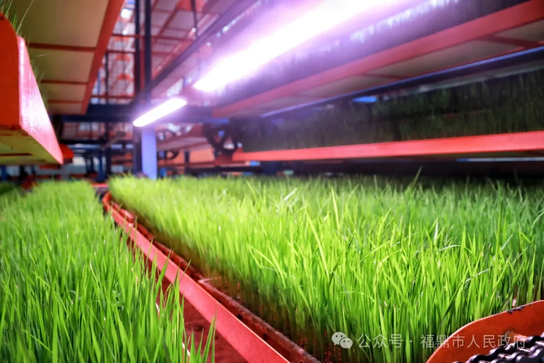 工厂化育秧助力水稻种植跑出“加速度”
