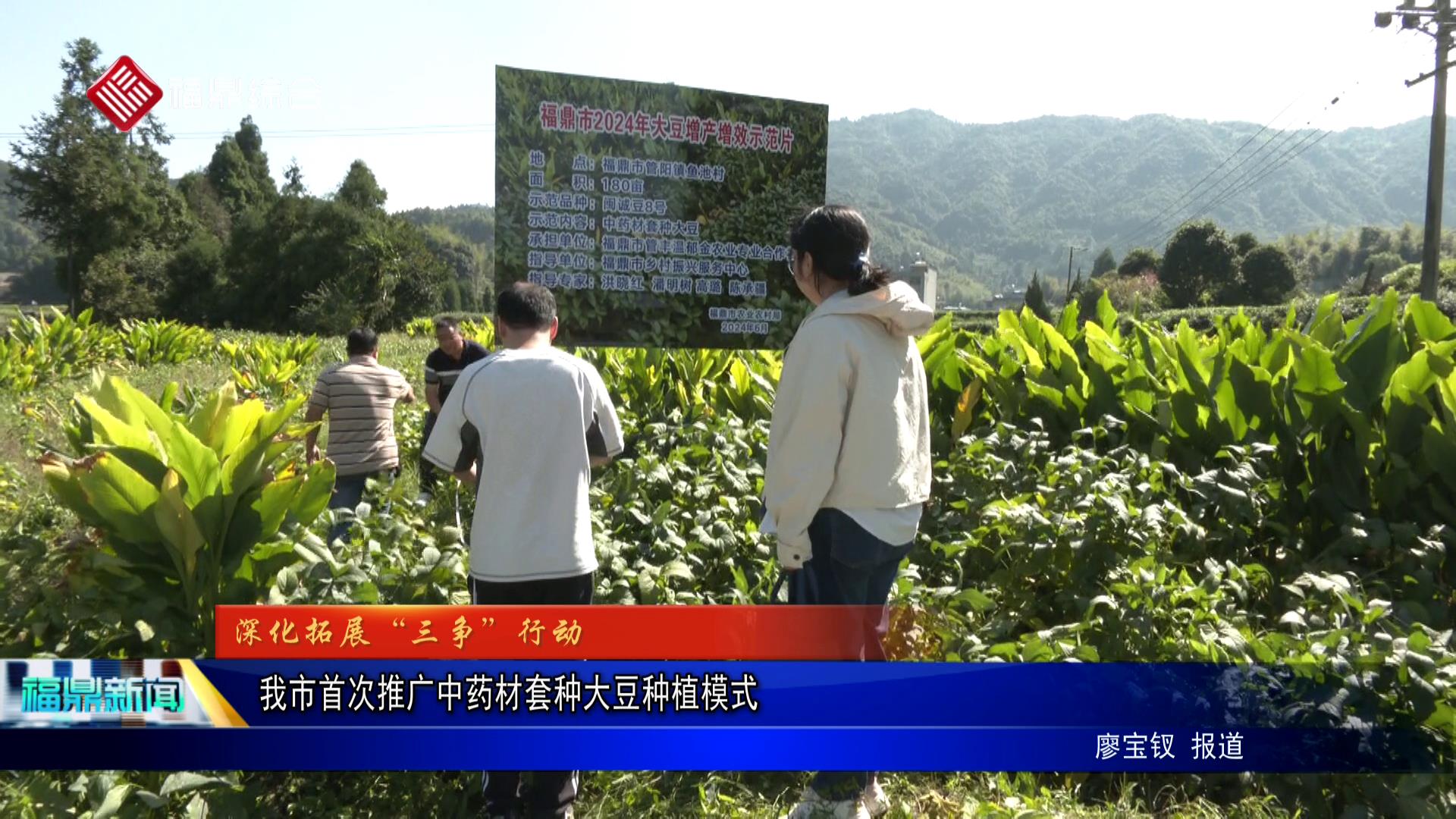  我市首次推广中药材套种大豆种植模式