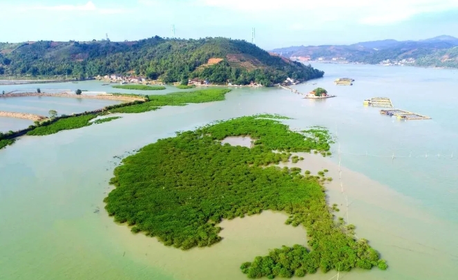 海中植“绿”芯 ，蓝疆筑“金”堤