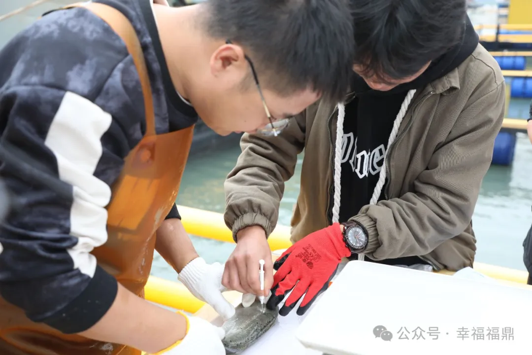 首次对花鲈注射芯片！福鼎鲈鱼也有选育芯片了