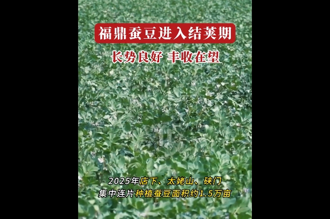 福鼎蚕豆进入生长的关键结荚期，预计4月中旬左右即可进入收割期